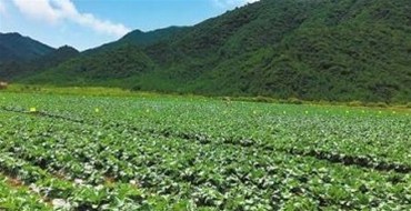 海南同德成功與廣西蔬菜基地簽下長(zhǎng)期蔬菜保供合同