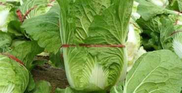 臺(tái)風(fēng)“莎莉嘉”來(lái)臨 三亞提前啟動(dòng)蔬菜應(yīng)急調(diào)運(yùn)機(jī)制