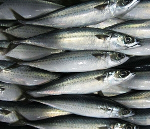 馬鮫魚