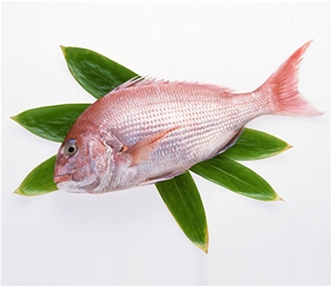 紅衫魚