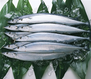 秋刀魚